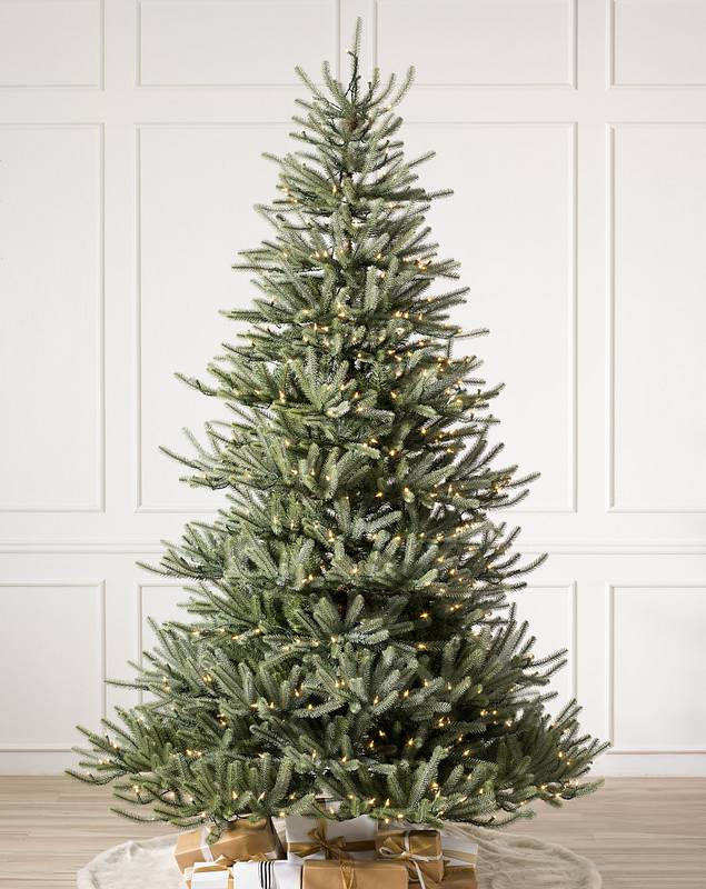 Sanibel Spruce? Tree