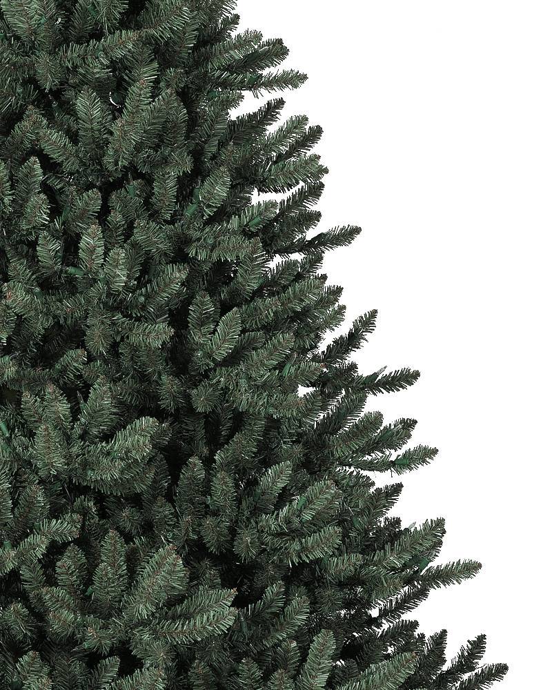 Sanibel Spruce? Tree