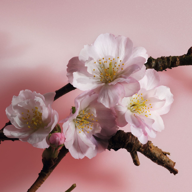 Dior Sakura Unisex Original Perfume