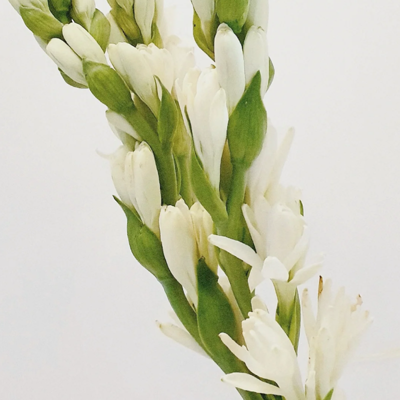 TOM FORD WHITE FLOWER