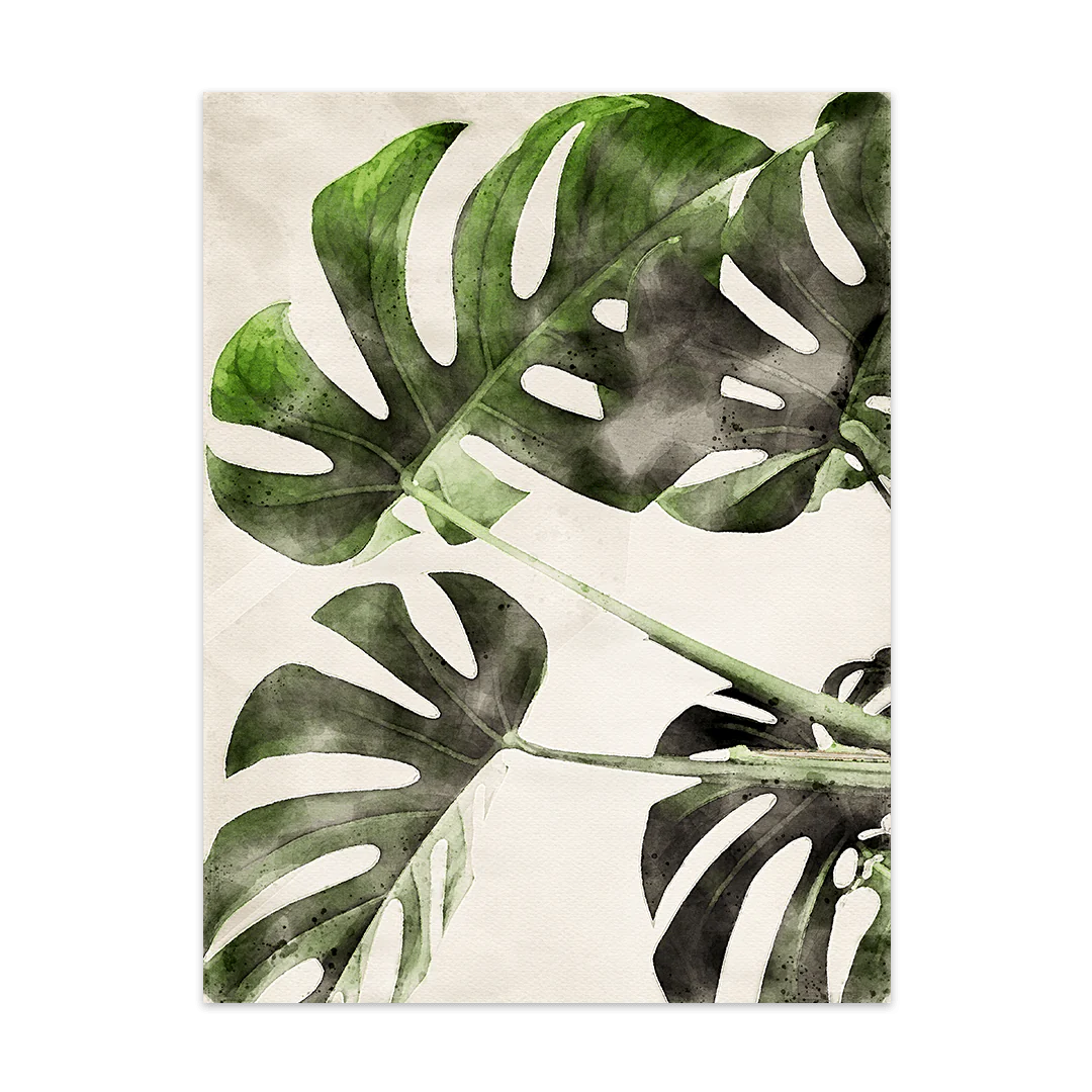 Monstera-Deliciosa