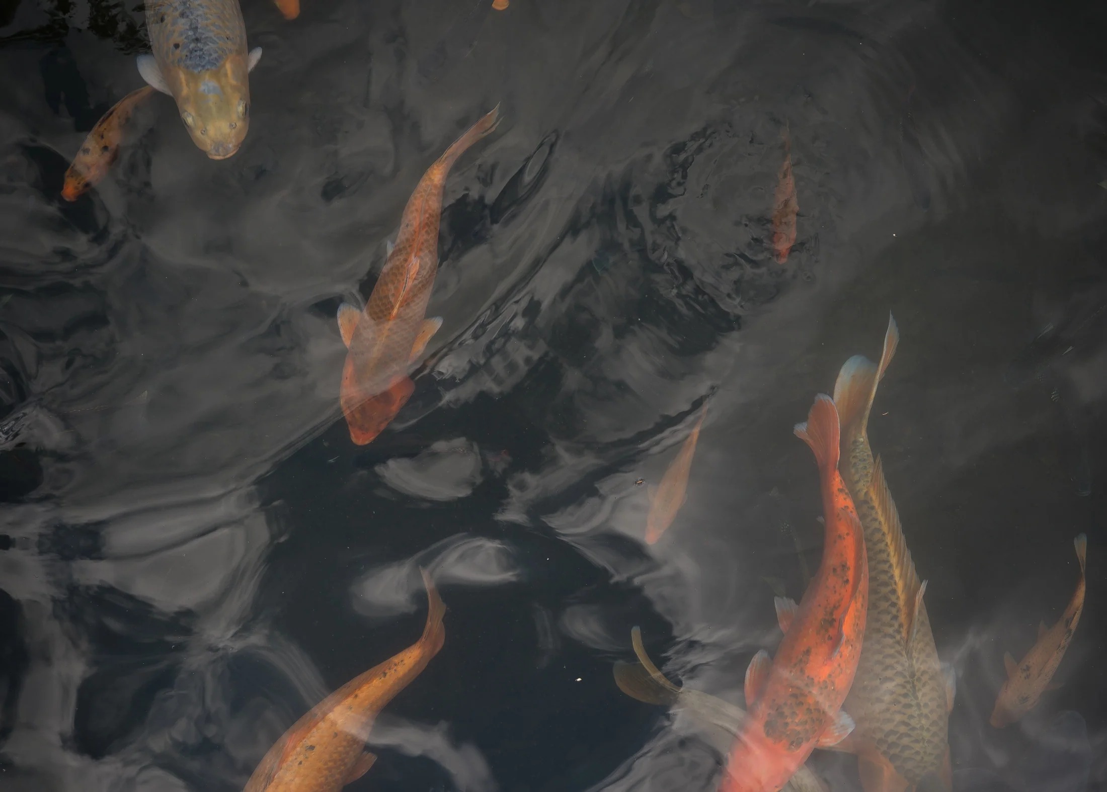 Vos bassins d'ornement