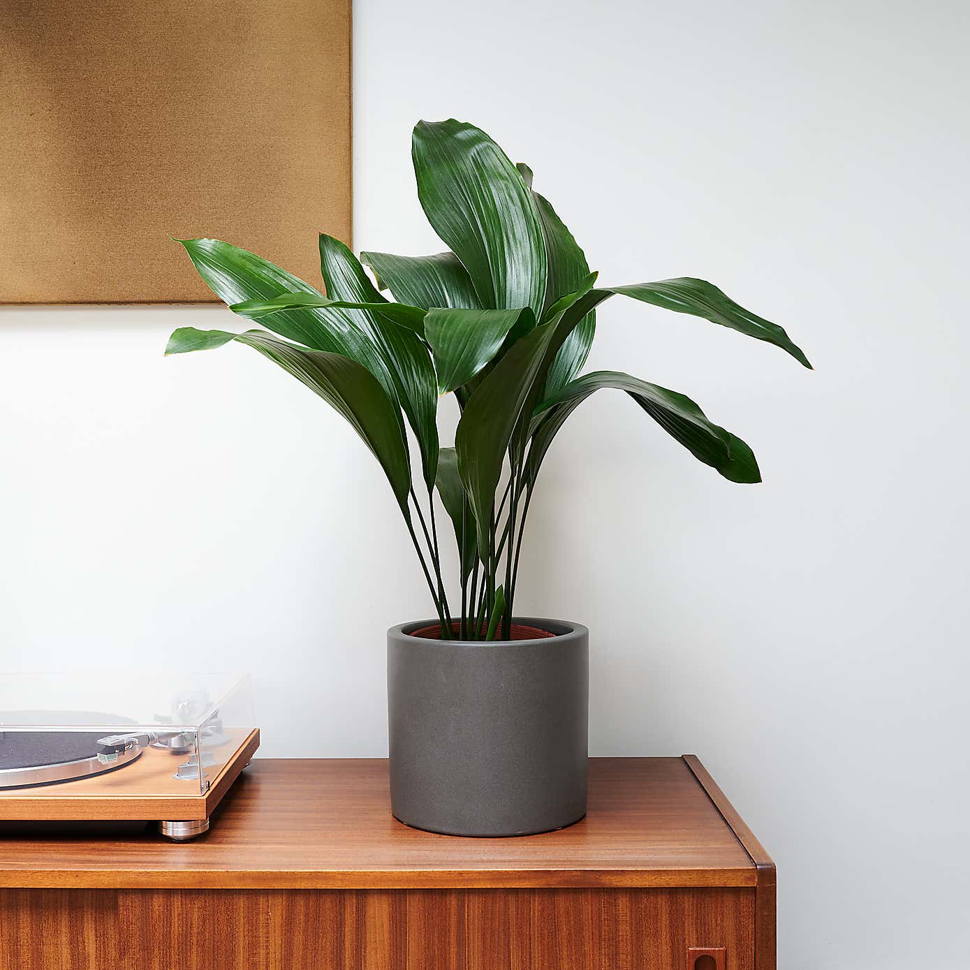 Beards & Daisies Cast Iron House Plant in Earthenware Pot