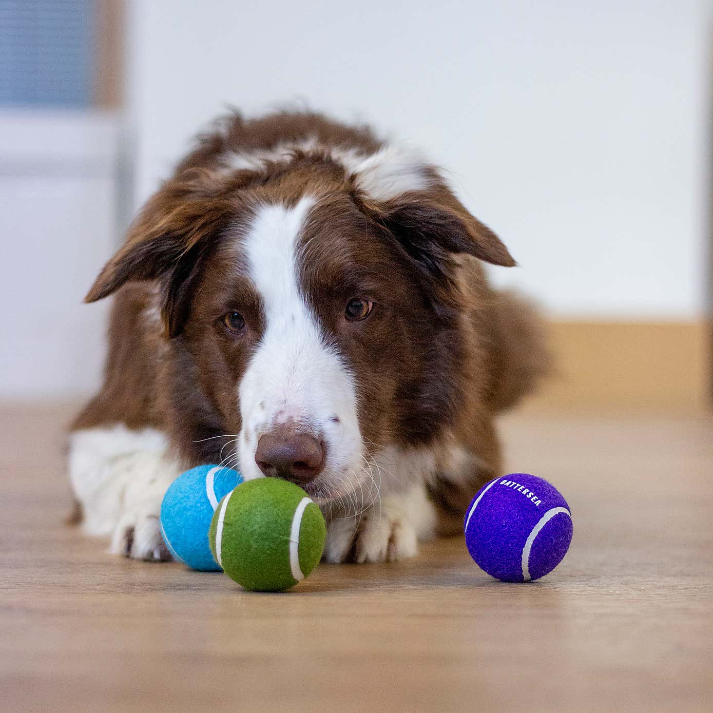 Set of 3 Battersea Tennis Balls