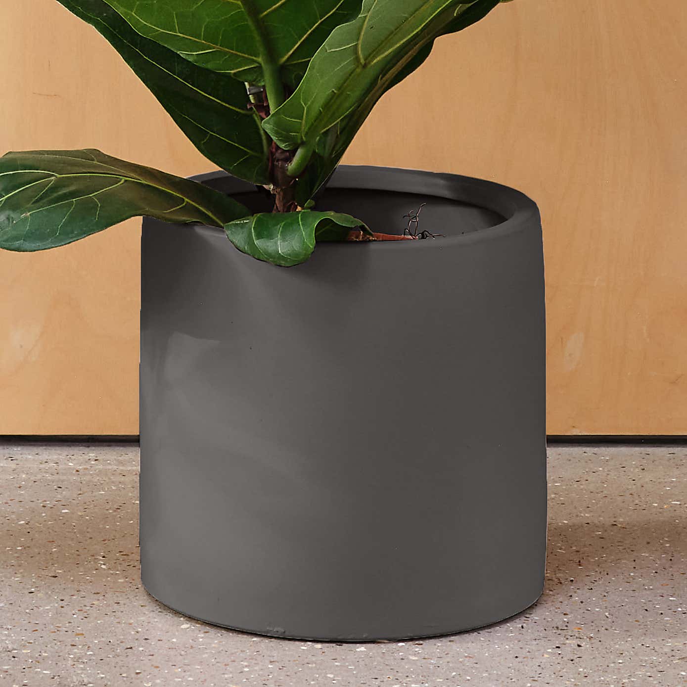 Fiddle Leaf Fig House Plant in Earthenware Pot