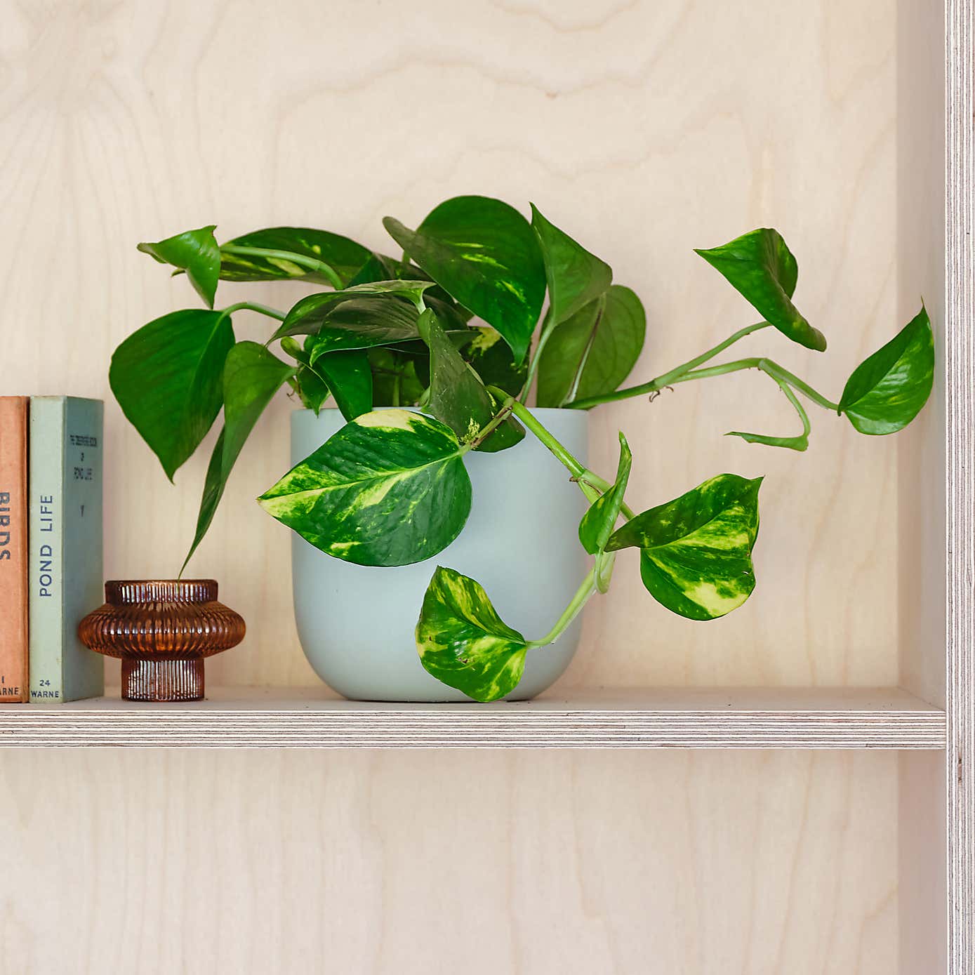 Devil's Ivy House Plant in Earthenware Pot