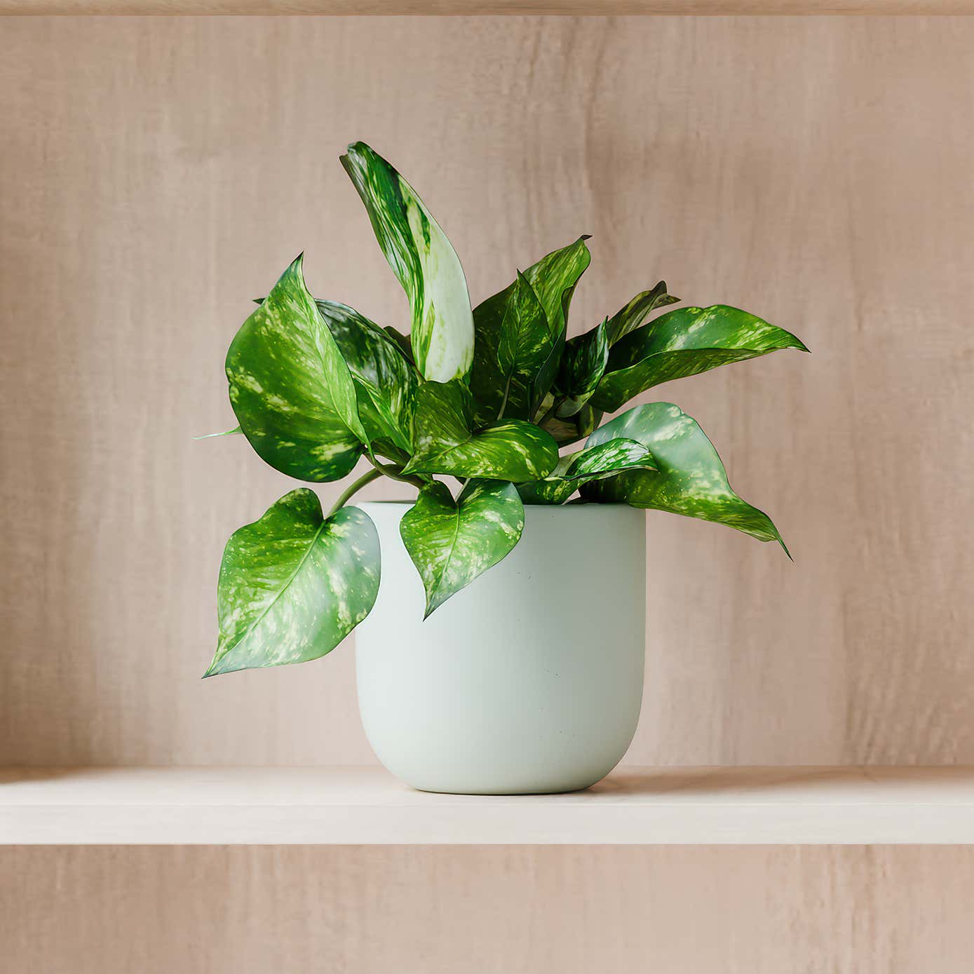 Beards & Daisies Marble Queen Pothos House Plant in Earthenware Pot