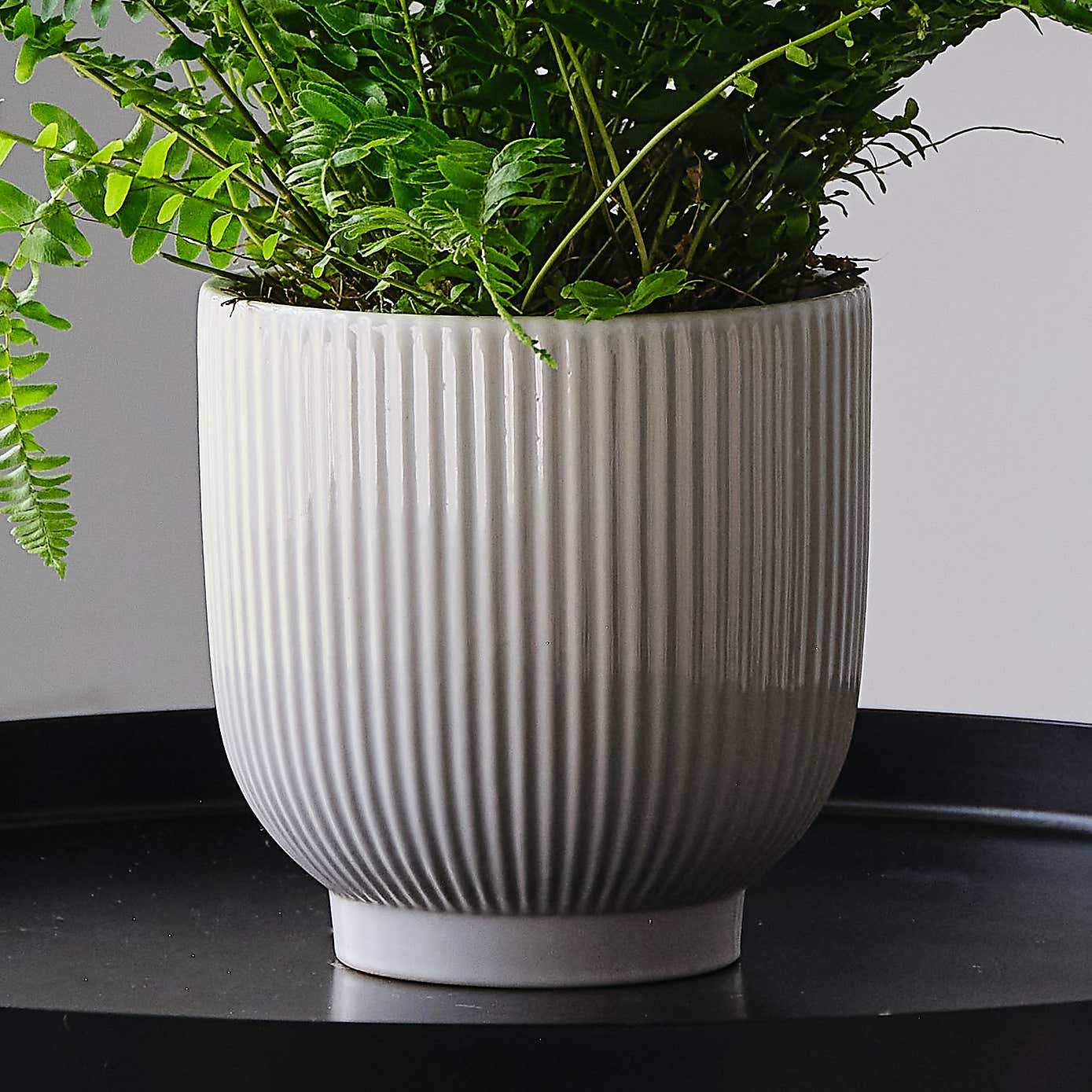 Boston Fern House Plant in Ribbed Pot
