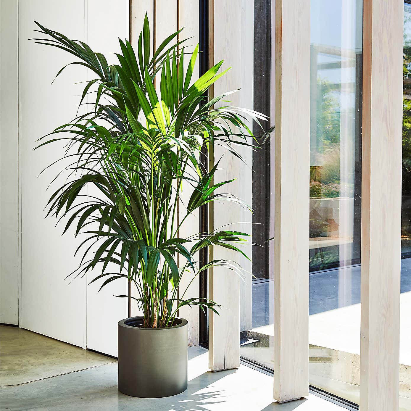 Kentia Palm House Plant in Earthenware Pot