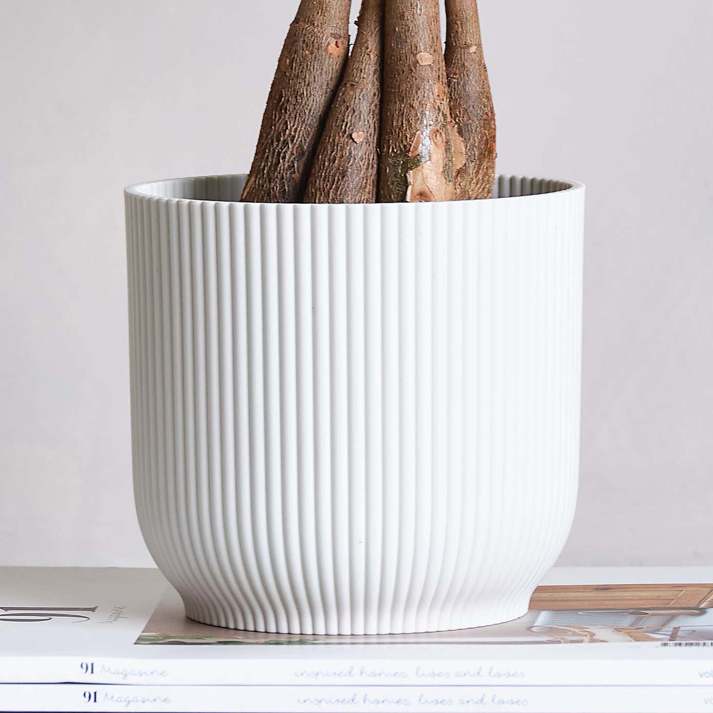 Money Tree House Plant in Elho Pot