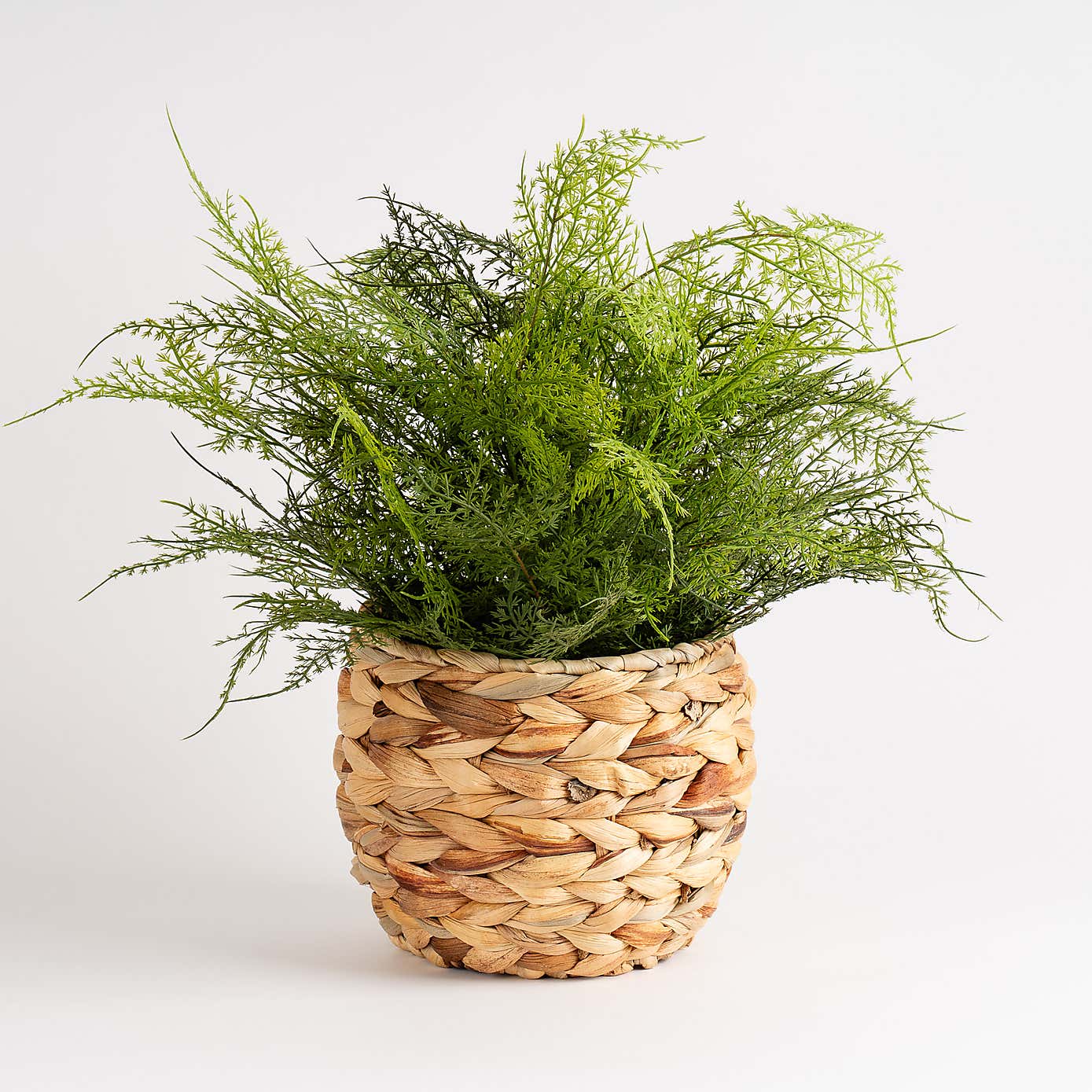 Artificial Fern in Basket