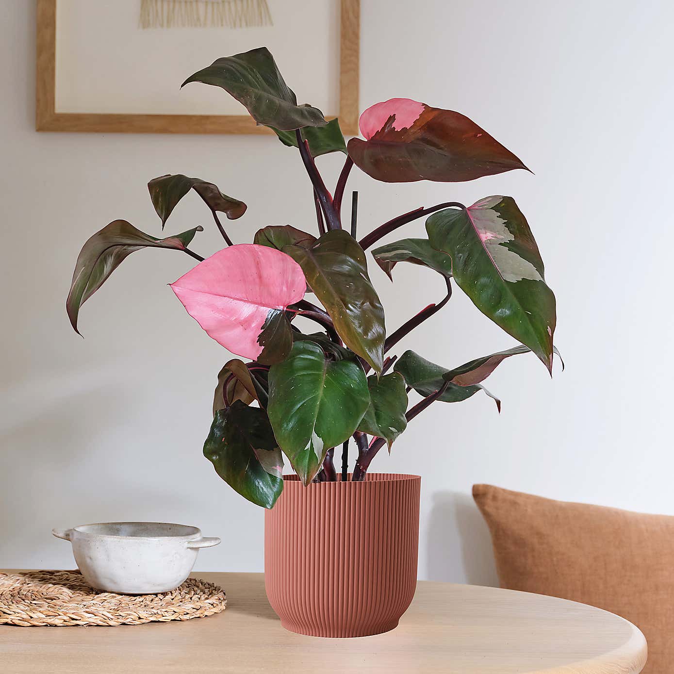 Philodendron Pink Princess in Elho Pot