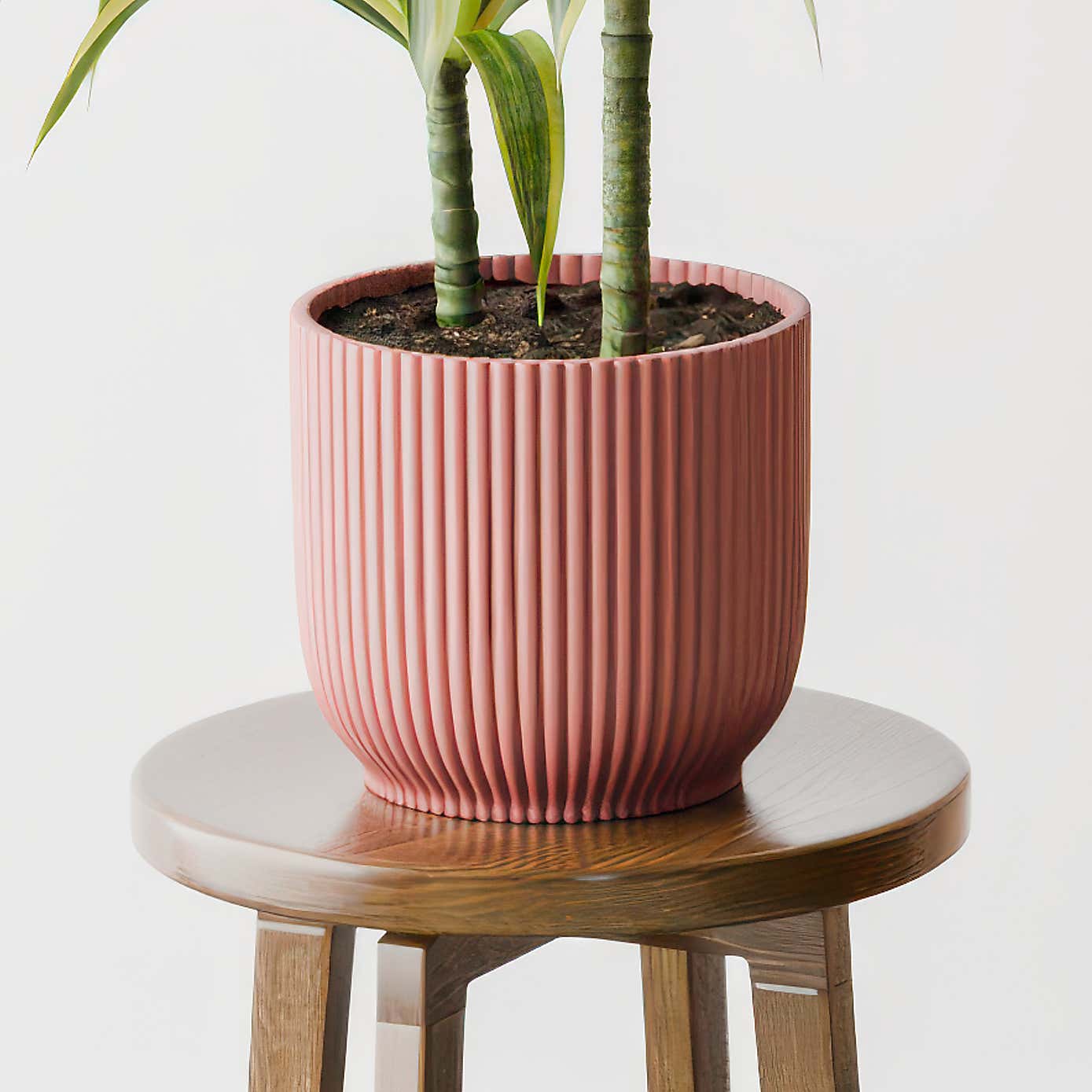 Dracaena Lemon & Lime House Plant in Elho Pot