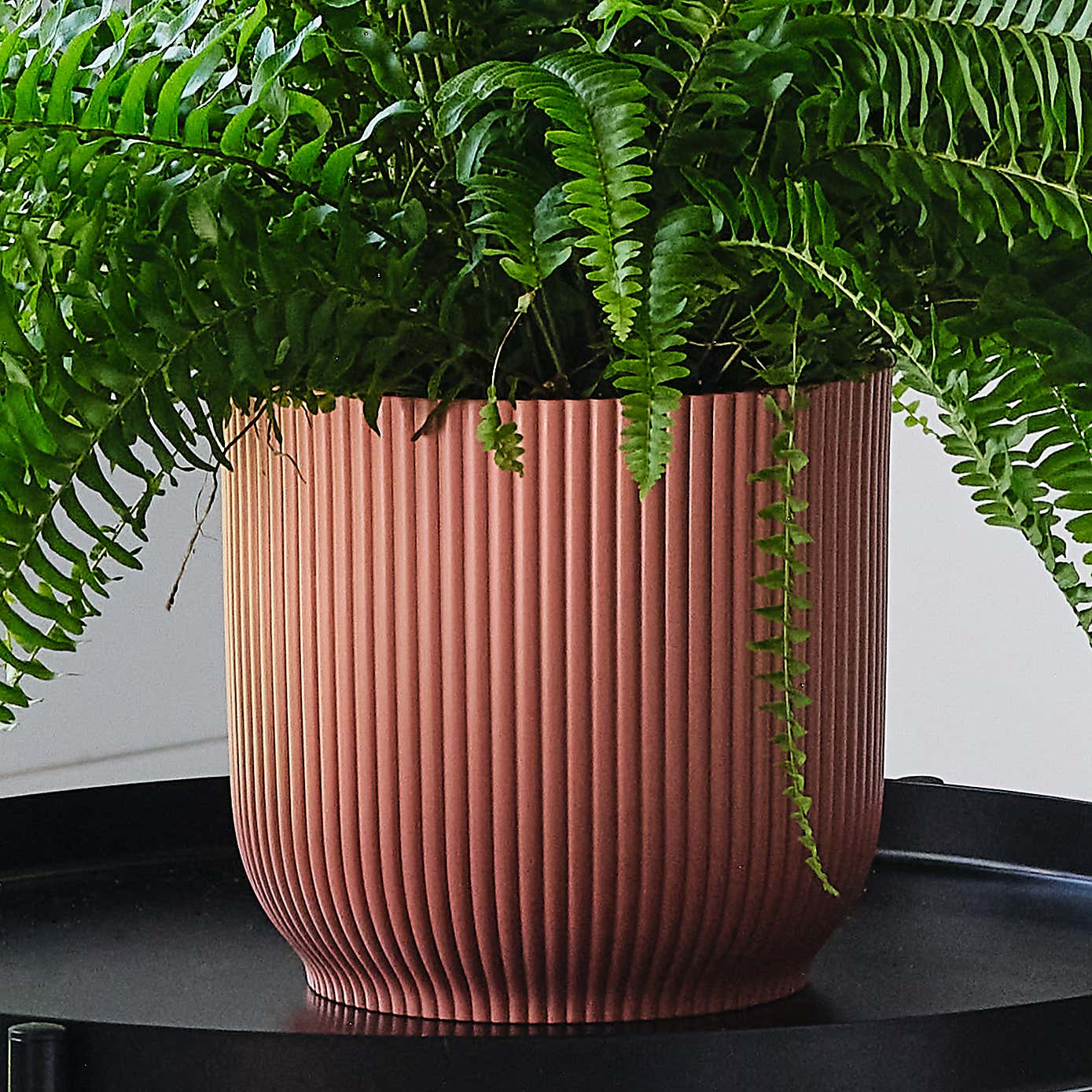 Boston Fern House Plant in Elho Pot