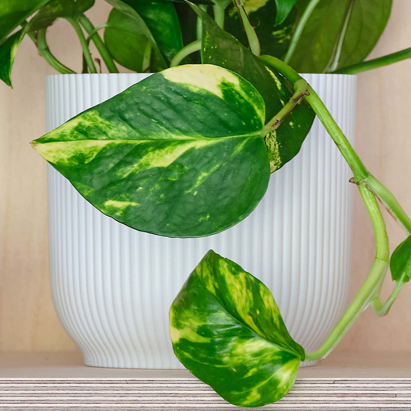 Devil's Ivy House Plant in Elho Pot