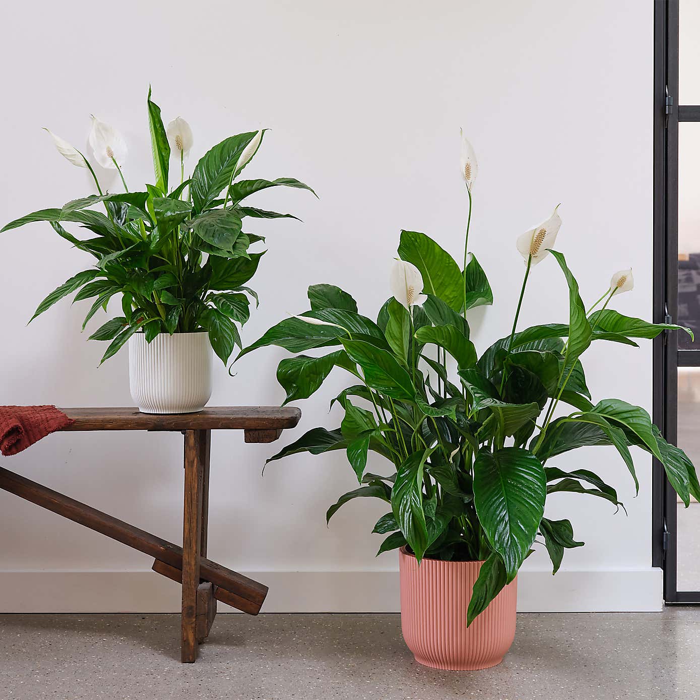 Peace Lily House Plant in Elho Pot