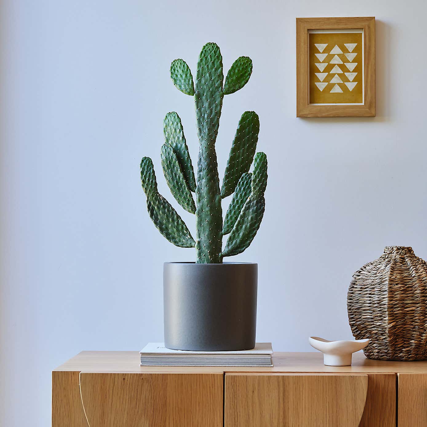 Cowboy Cactus House Plant in Earthenware Pot