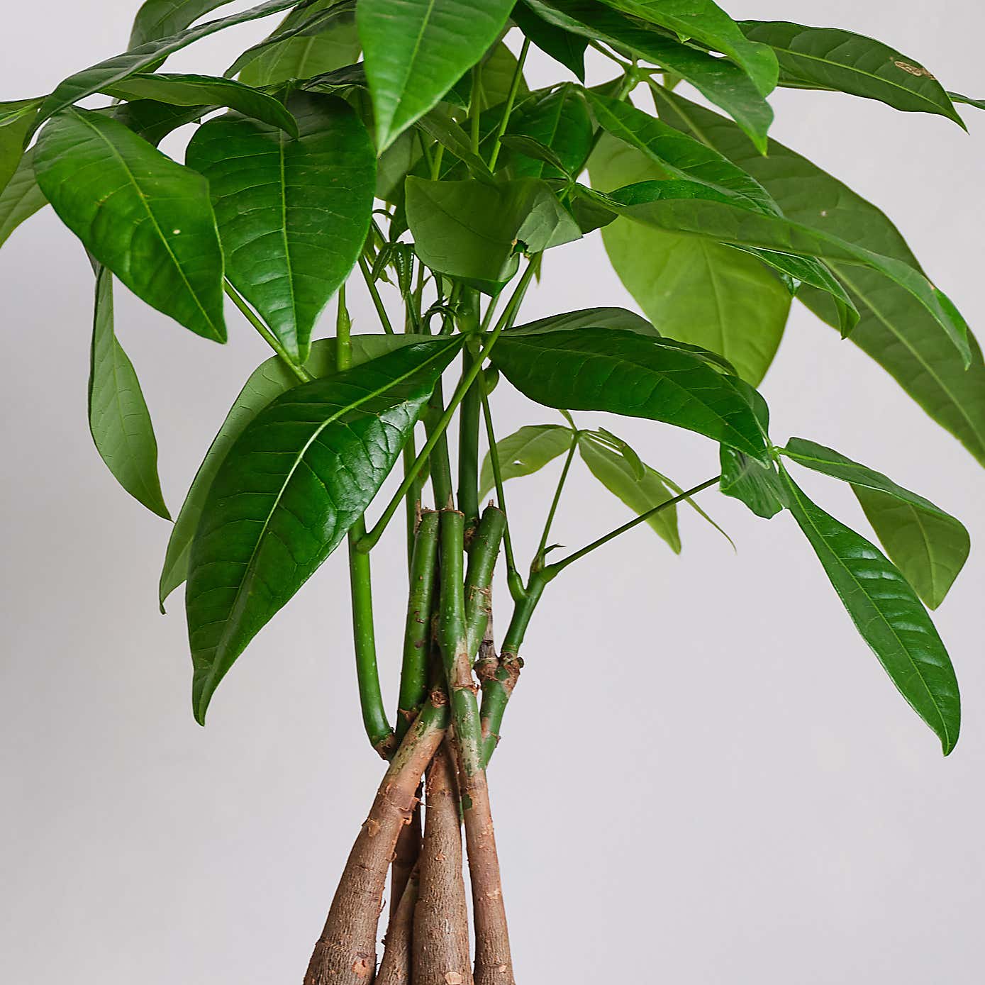 Money Tree House Plant