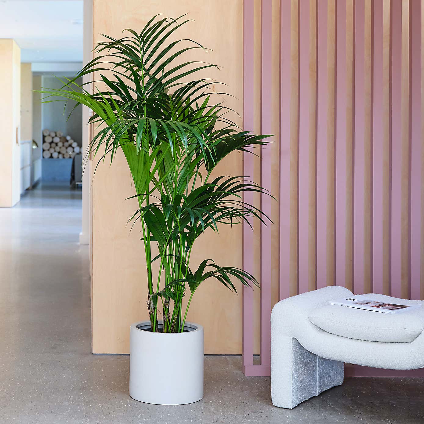 Kentia Palm House Plant in Earthenware Pot