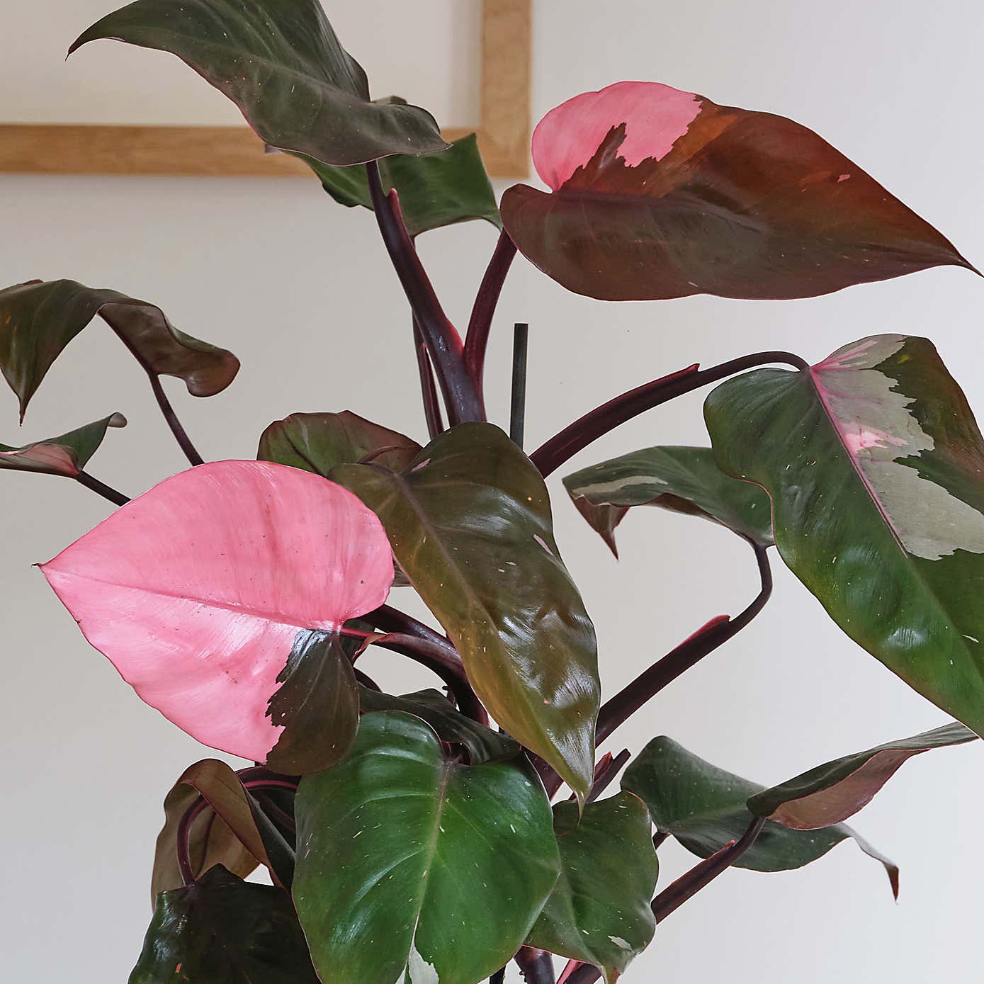 Philodendron Pink Princess in Capri Pot
