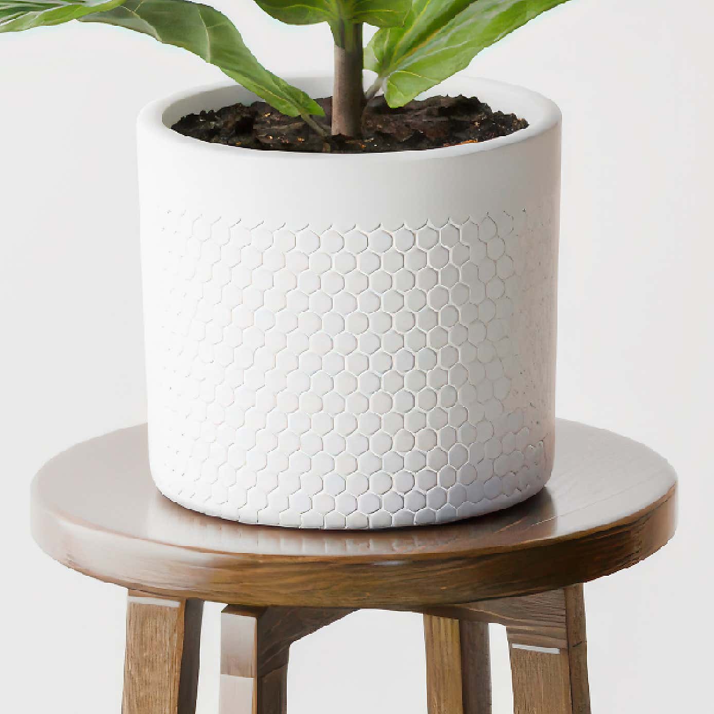 Beards & Daisies Fiddle Leaf Fig House Plant in Capri Pot