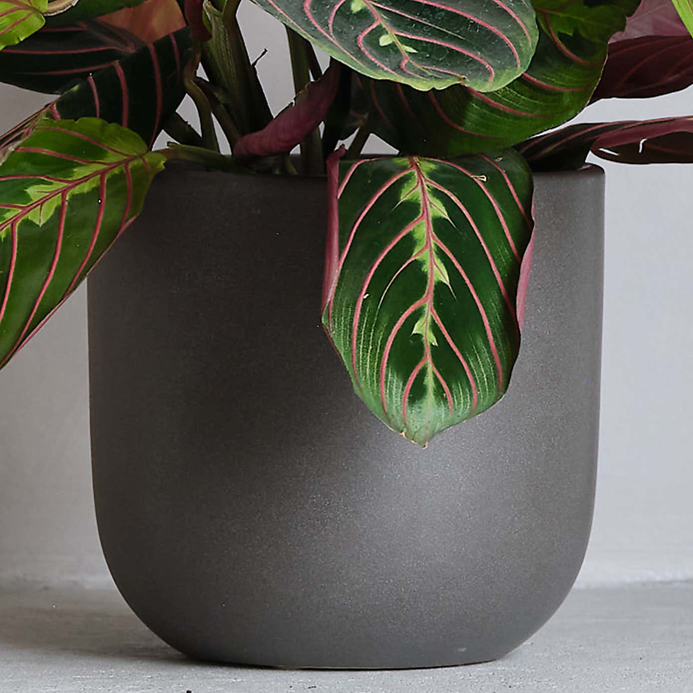 Prayer House Plant in Earthenware Pot