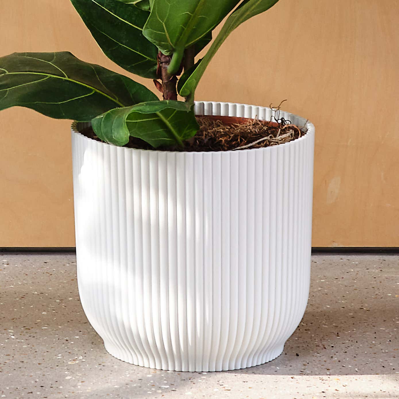 Fiddle Leaf Fig House Plant in Elho Pot