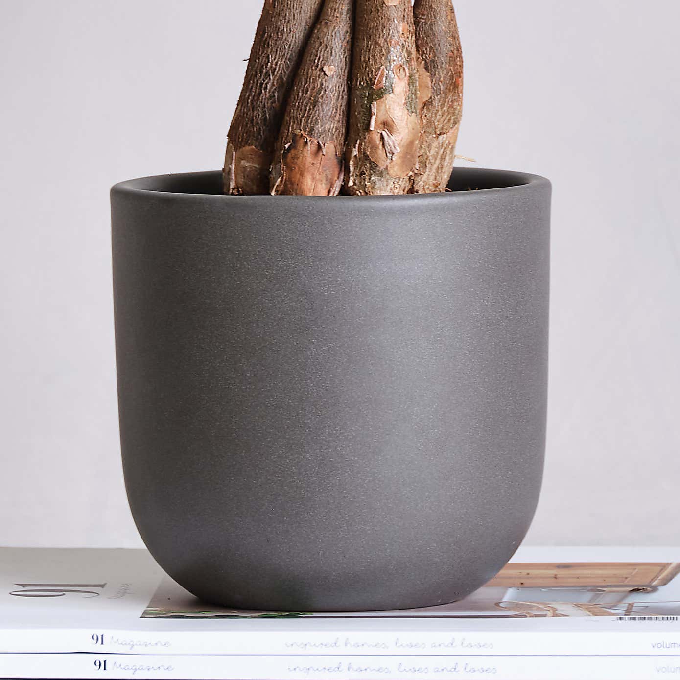 Money Tree House Plant in Earthenware Pot