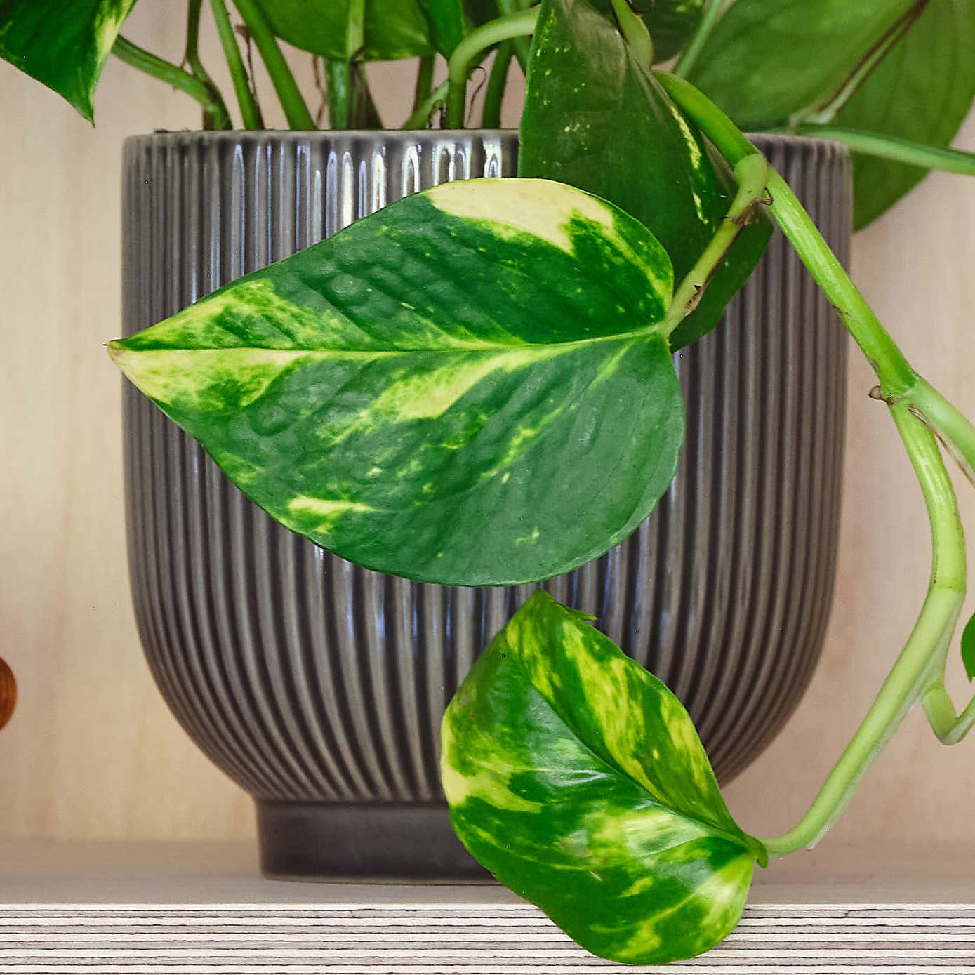Devil's Ivy House Plant in Ribbed Pot