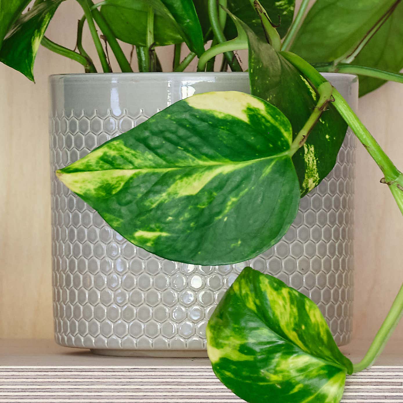 Devil's Ivy House Plant in Capri Pot