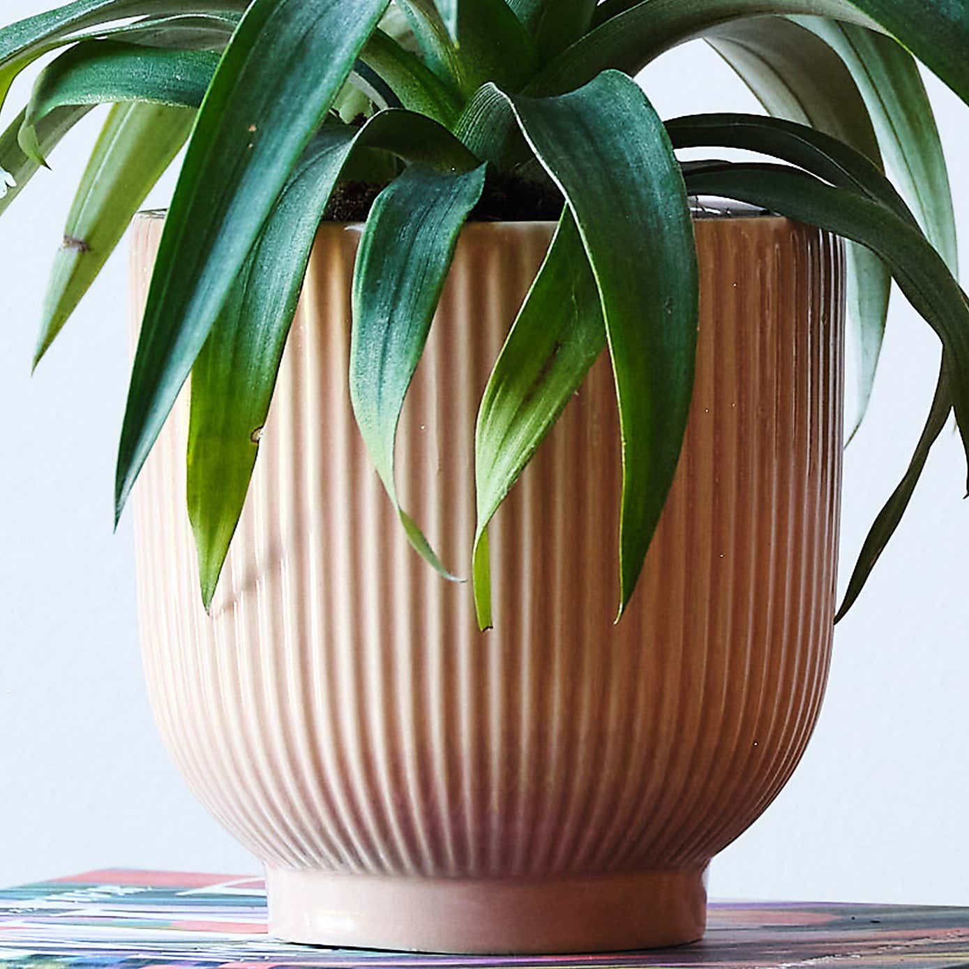 Pineapple House Plant in Ribbed Pot
