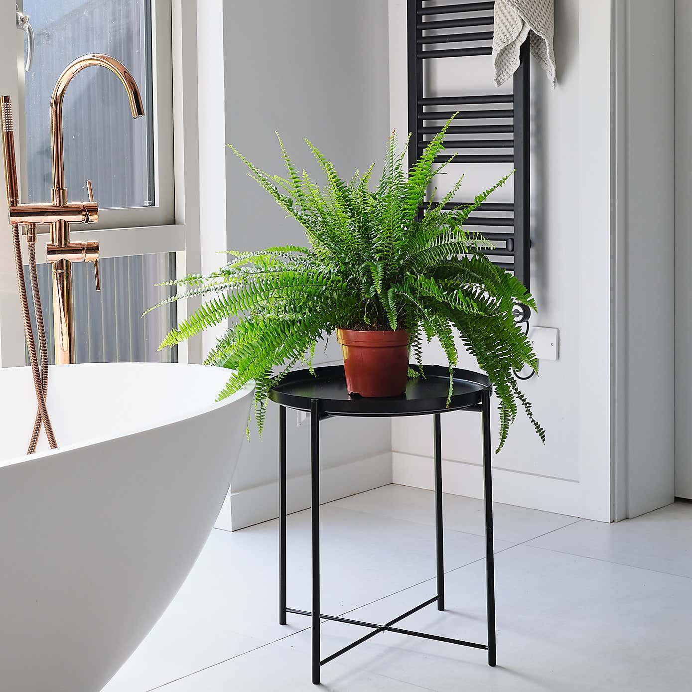 Boston Fern House Plant