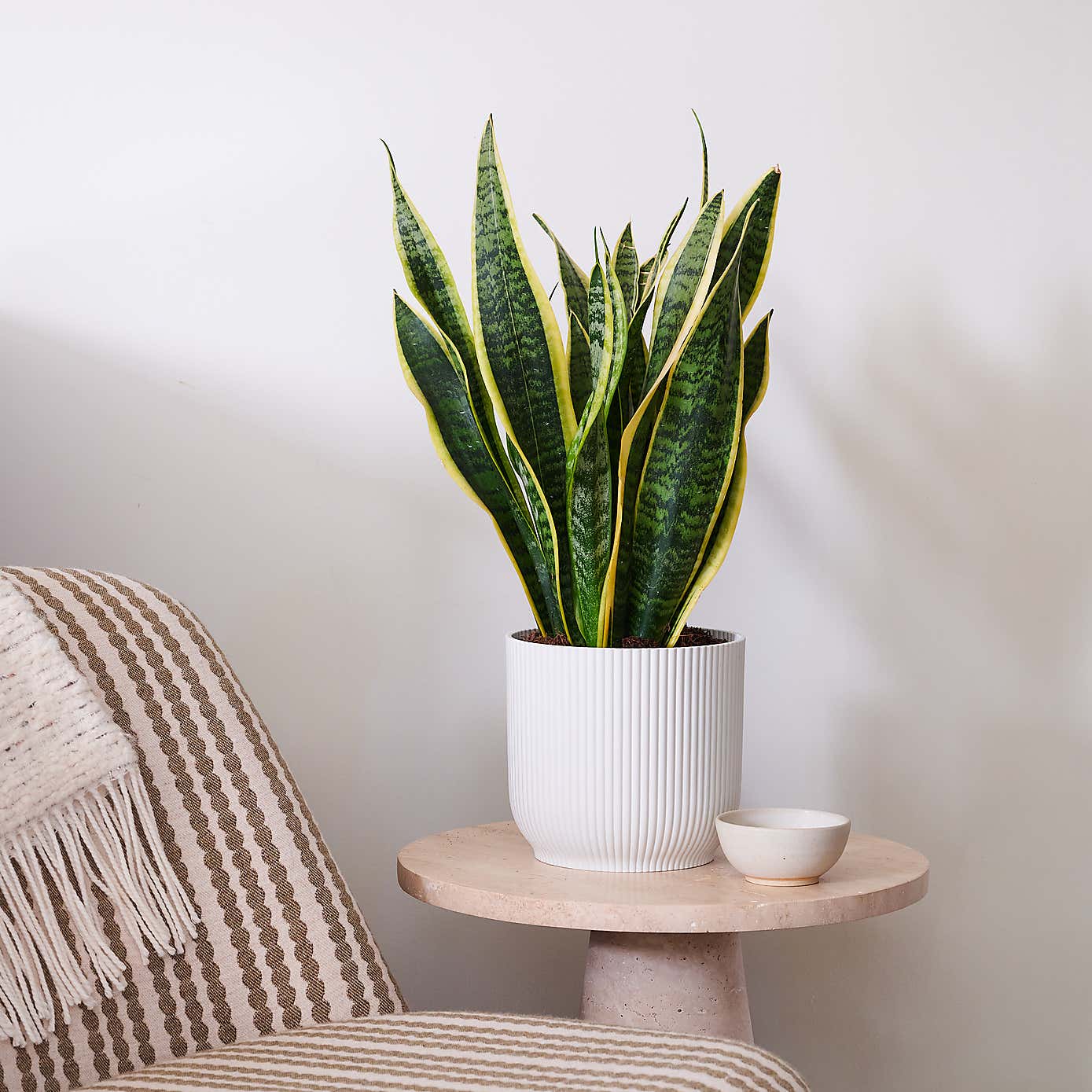 Beards & Daisies Snake Plant House Plant in Vibes Pot