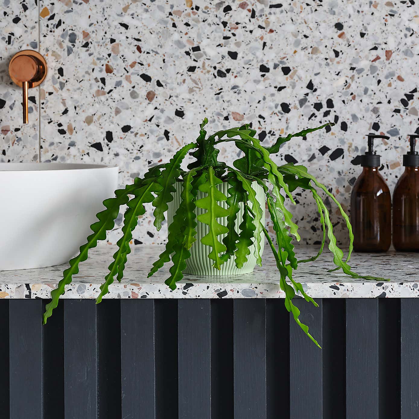 Fishbone Cactus House Plant in Elho Pot