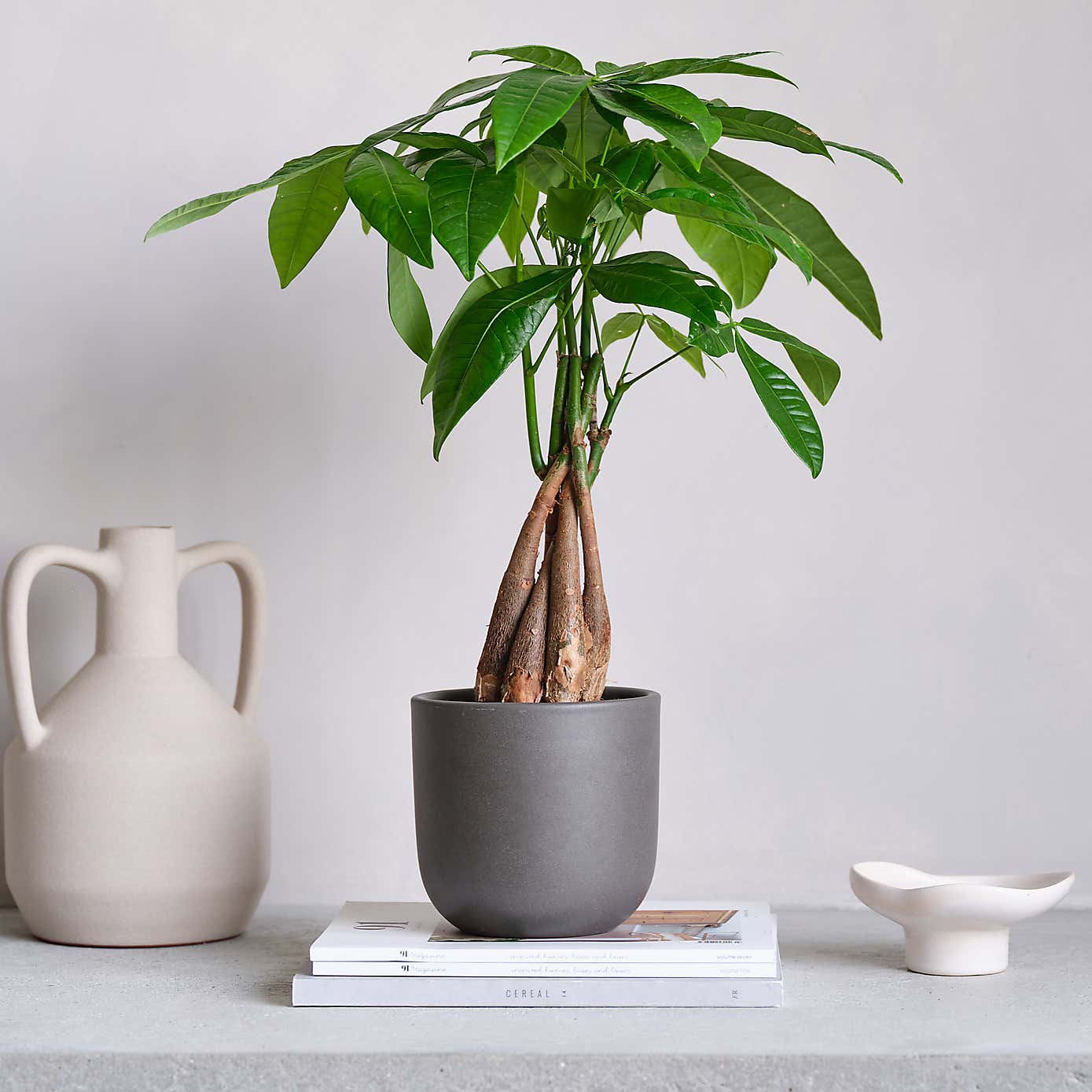 Money Tree House Plant in Earthenware Pot