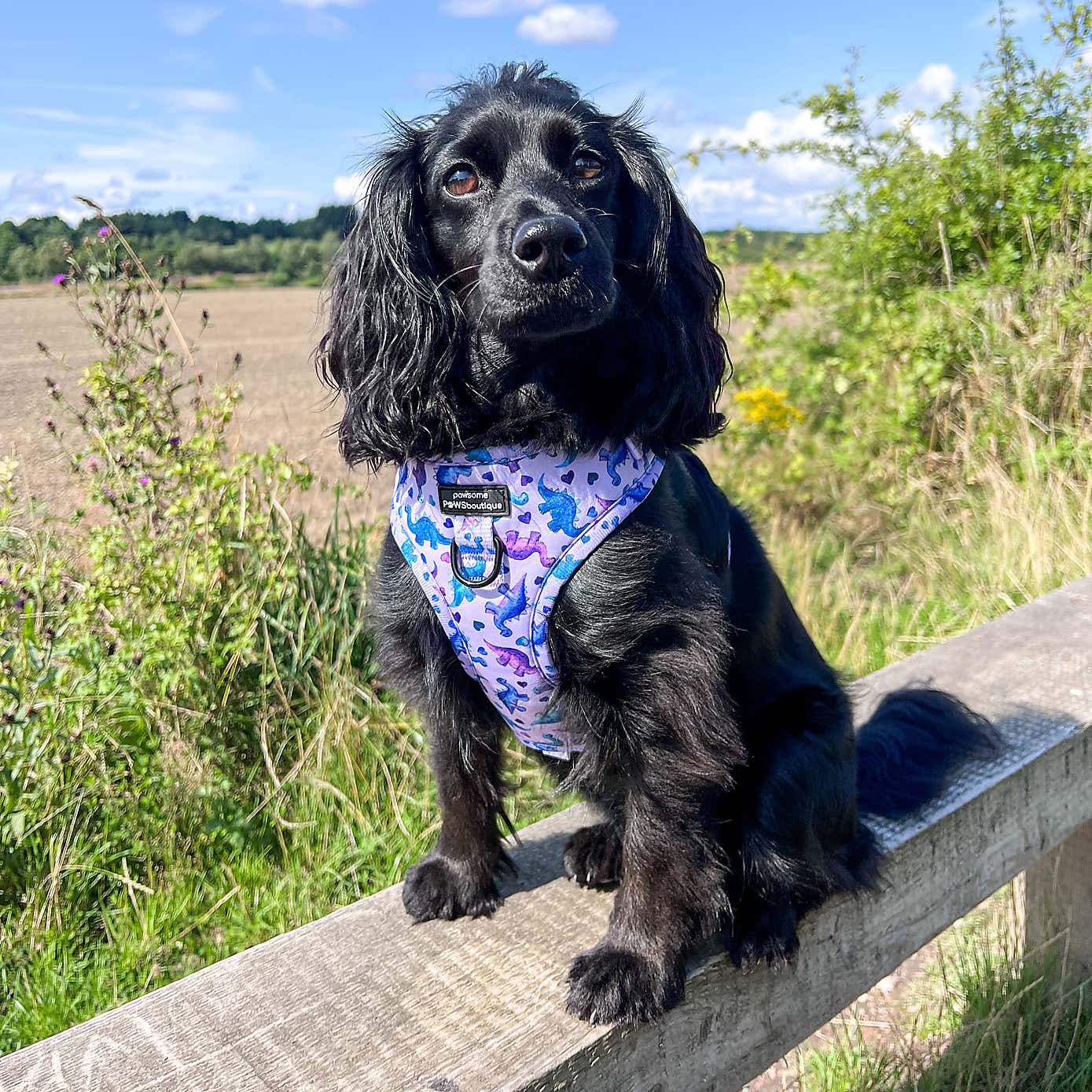 Tiny Diny Adjustable Dog Harness