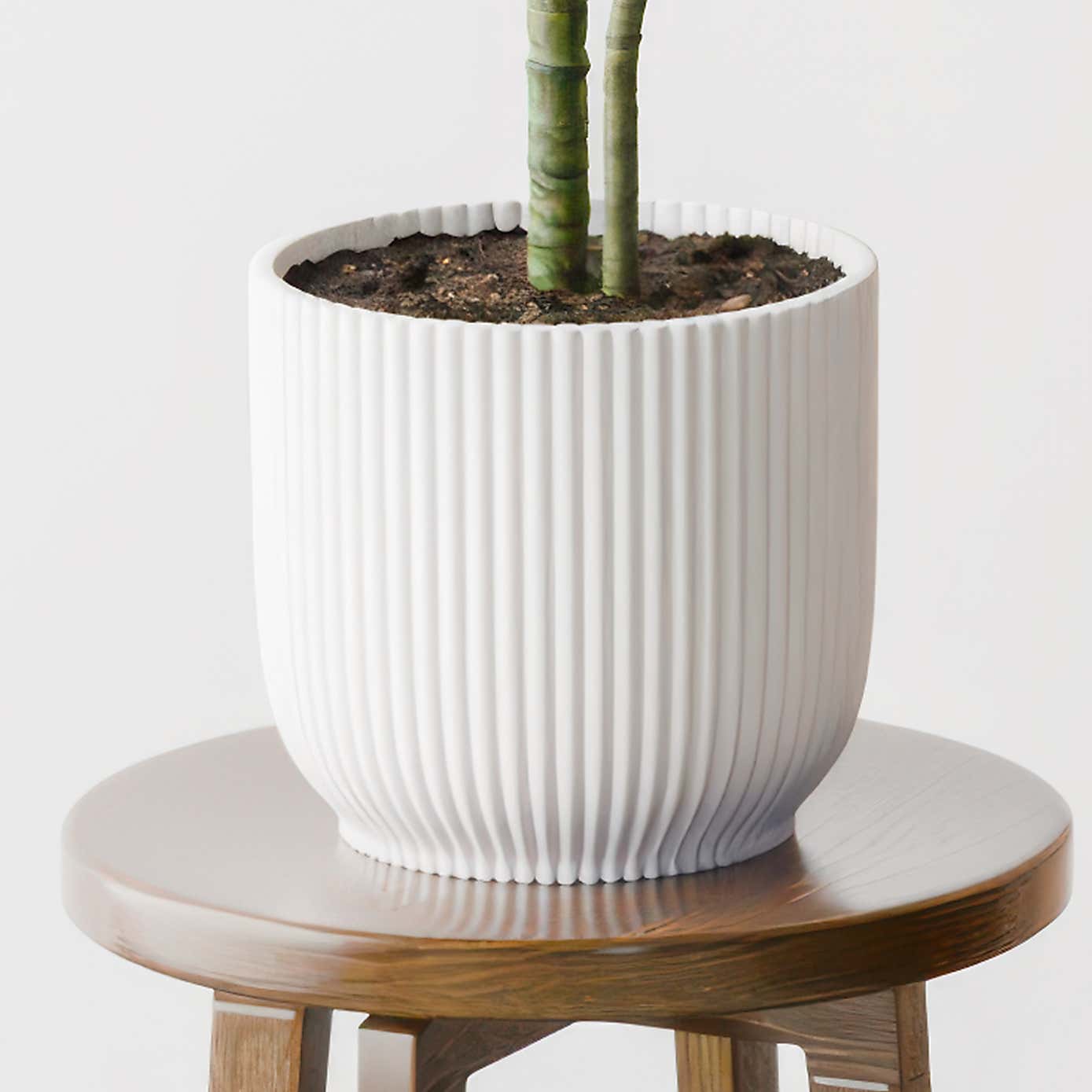 Beards & Daisies Dracaena Warneckei House Plant in Elho Pot