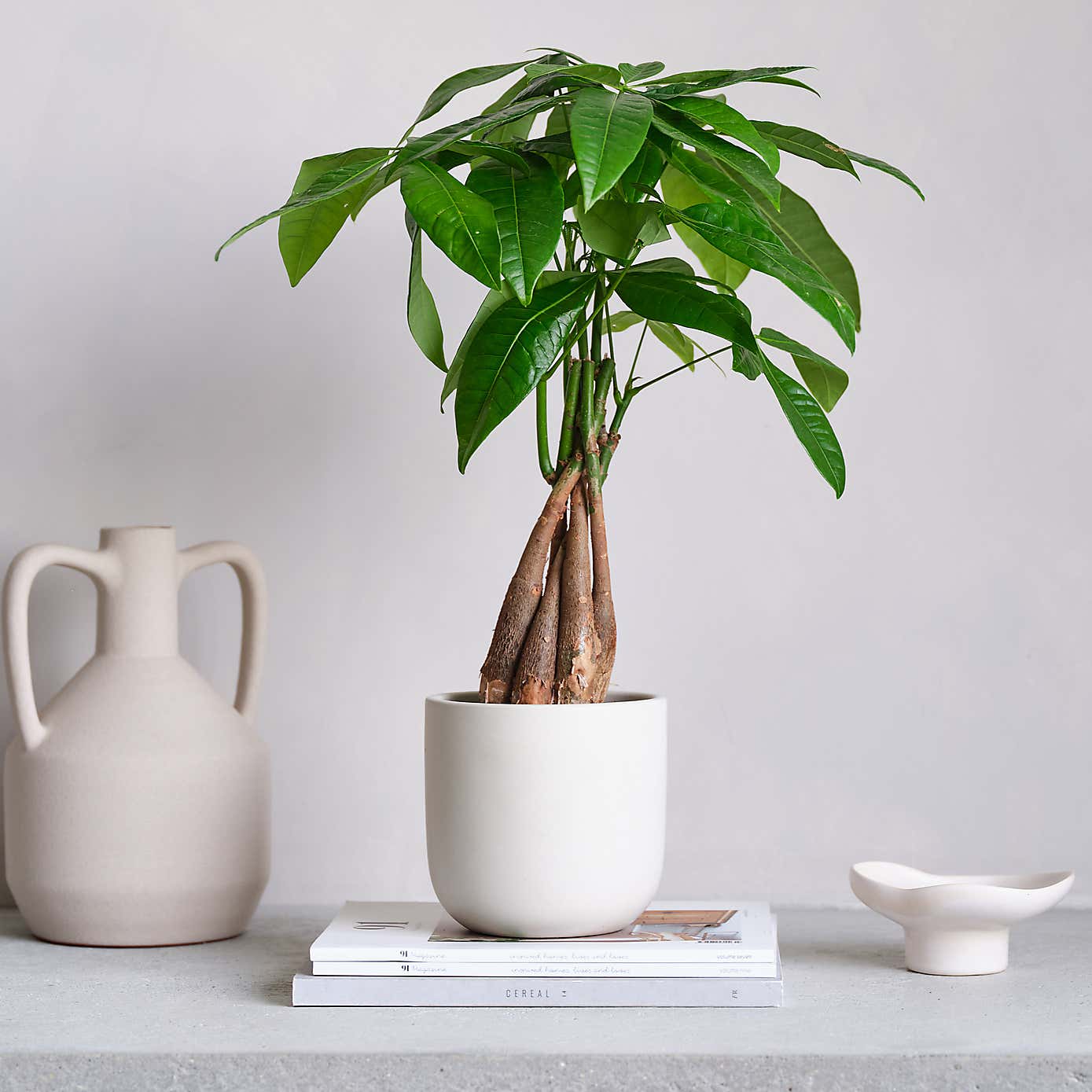 Money Tree House Plant in Earthenware Pot