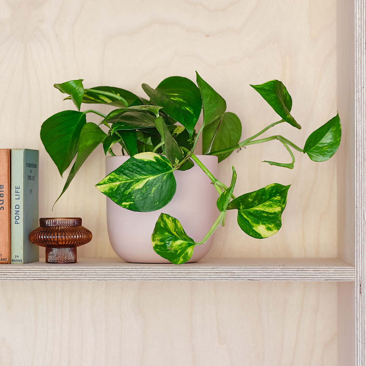 Devil's Ivy House Plant in Earthenware Pot