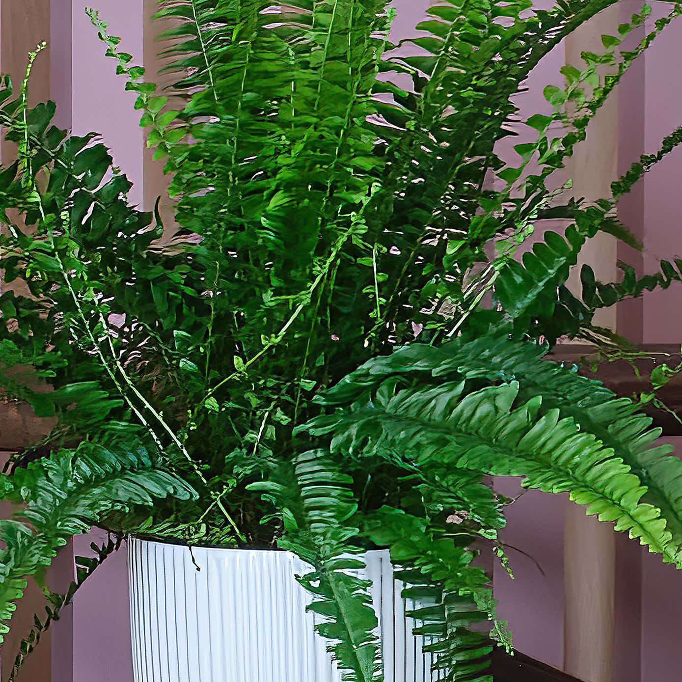 New Home Potted House Plant Bundle