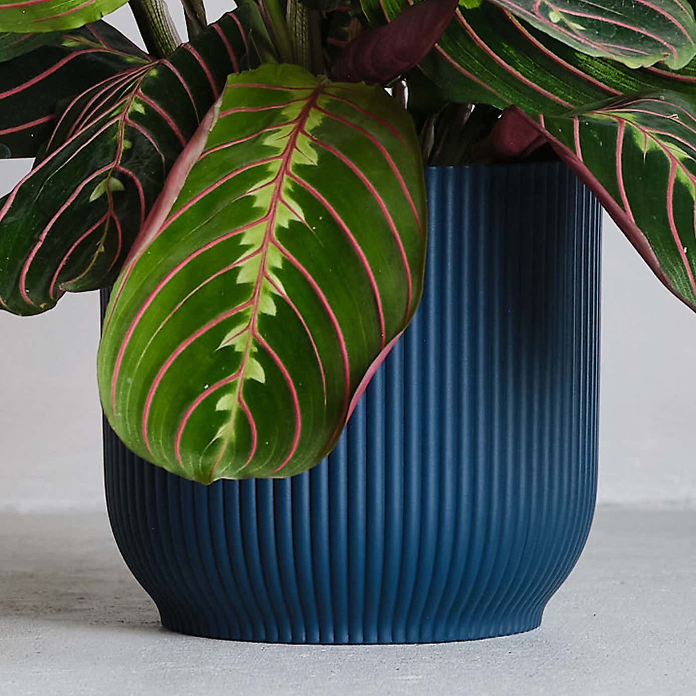 Prayer House Plant in Elho Pot