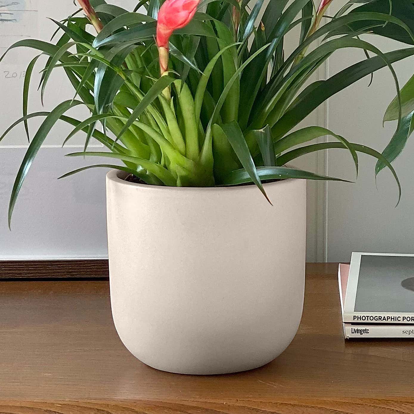 Flowering Potted House Plant Bundle