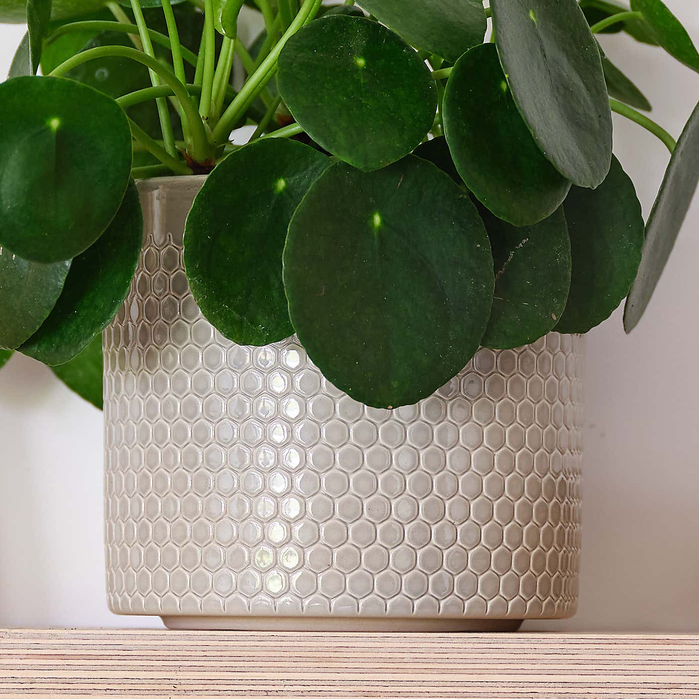 Chinese Money House Plant in Capri Pot