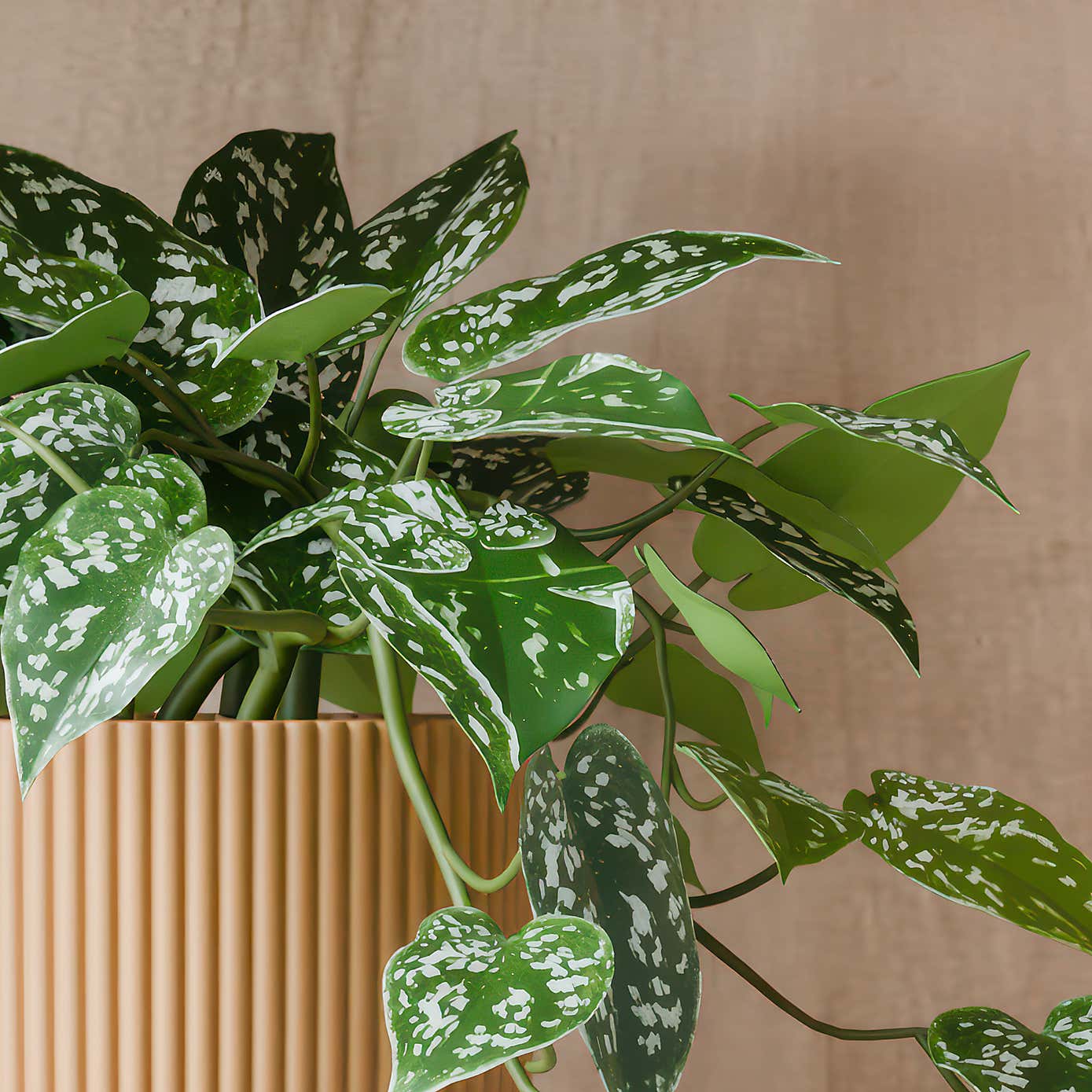 Beards & Daisies Trailing Satin Pothos House Plant in Elho Pot