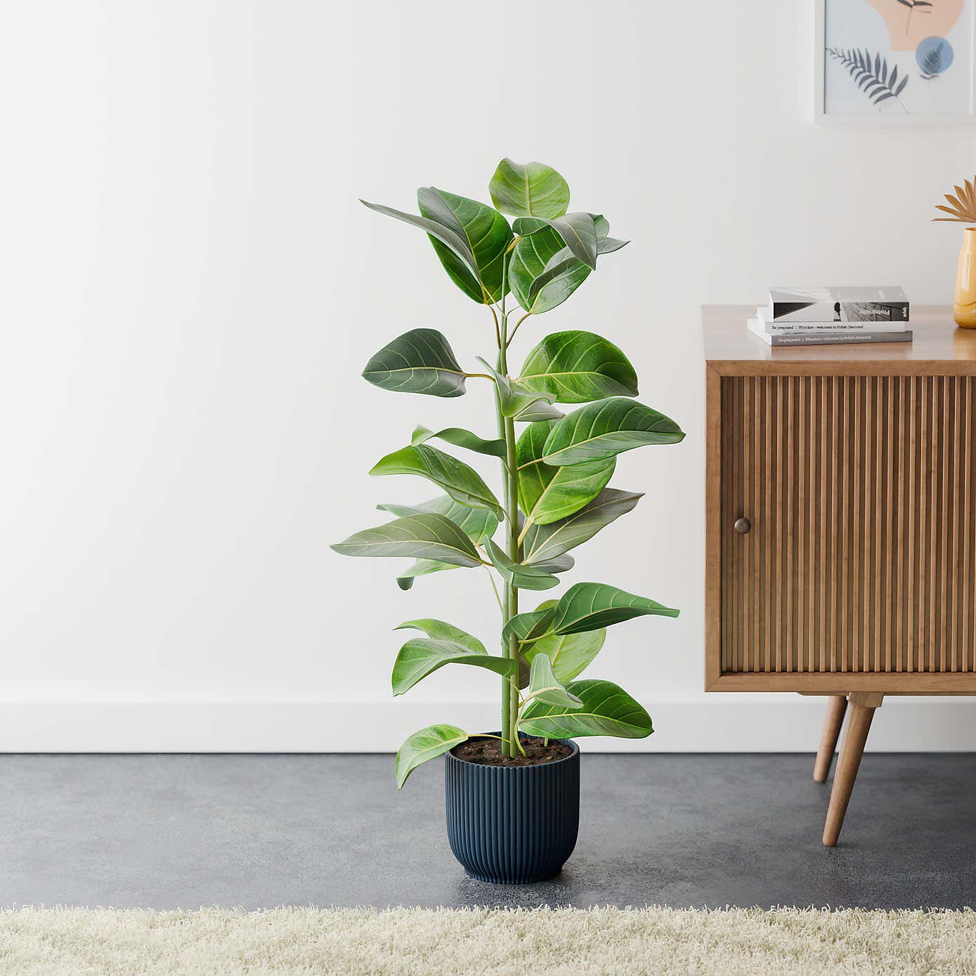 Bengal Fig House Plant in Elho Vibes Pot
