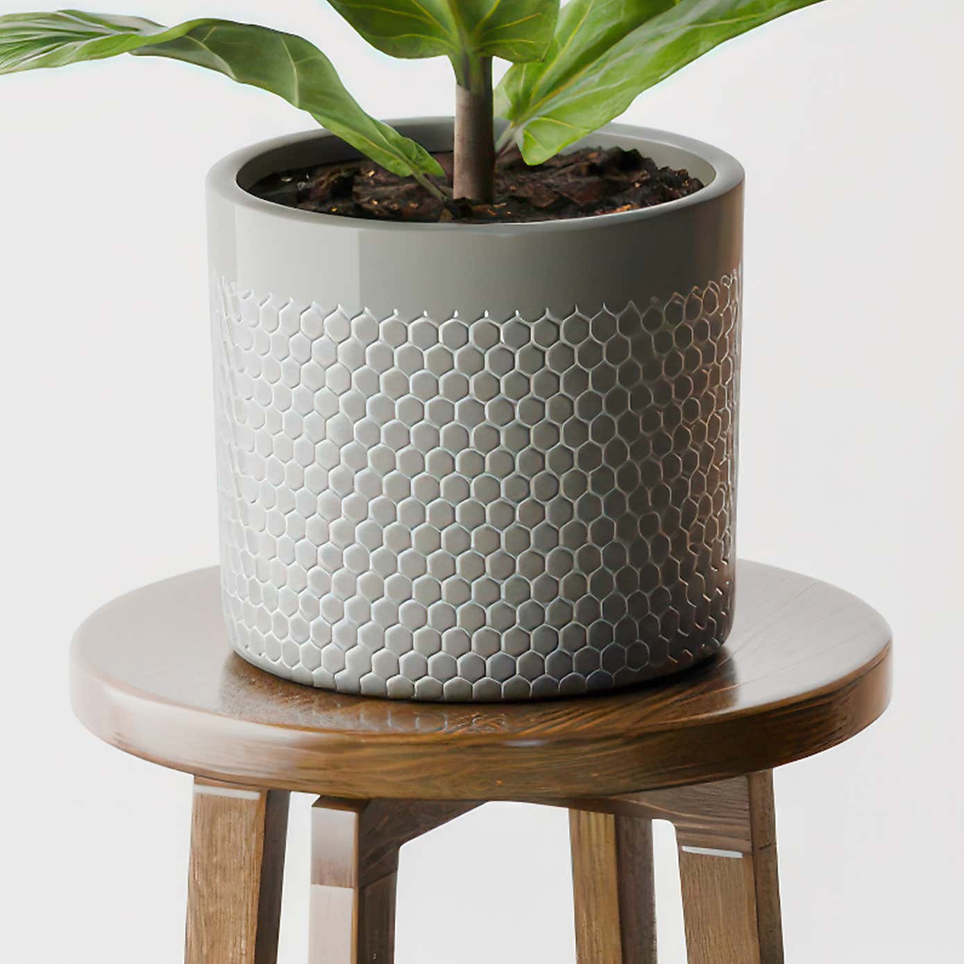 Beards & Daisies Fiddle Leaf Fig House Plant in Capri Pot