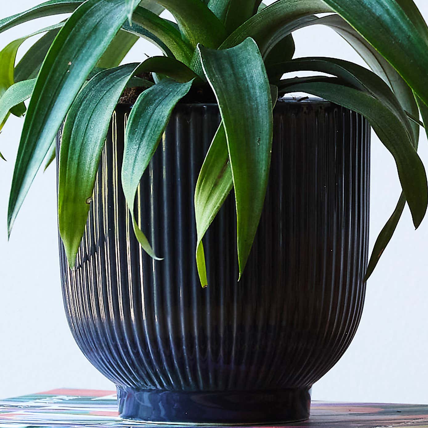 Pineapple House Plant in Ribbed Pot