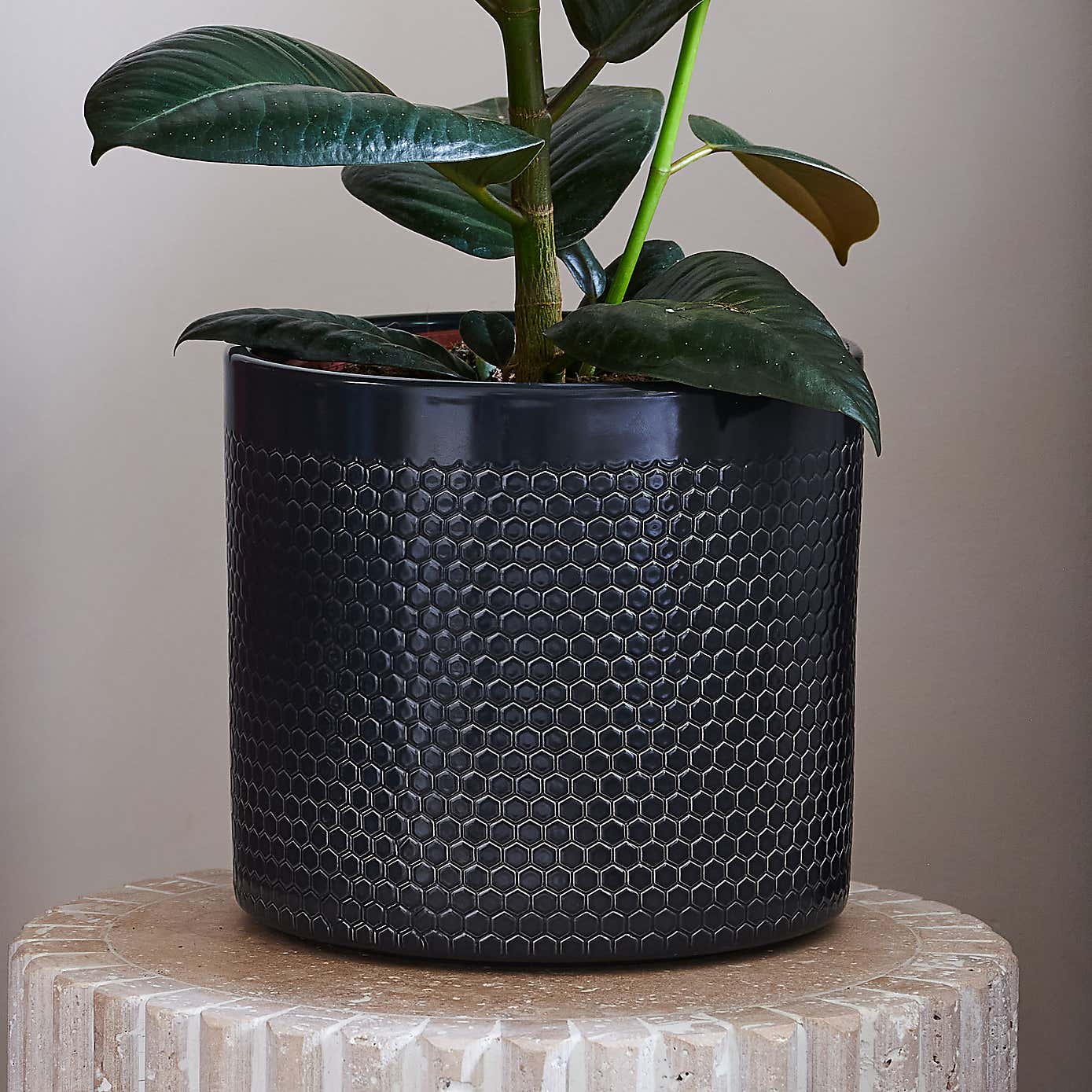 Beards & Daisies Rubber Plant House Plant in Capri Pot