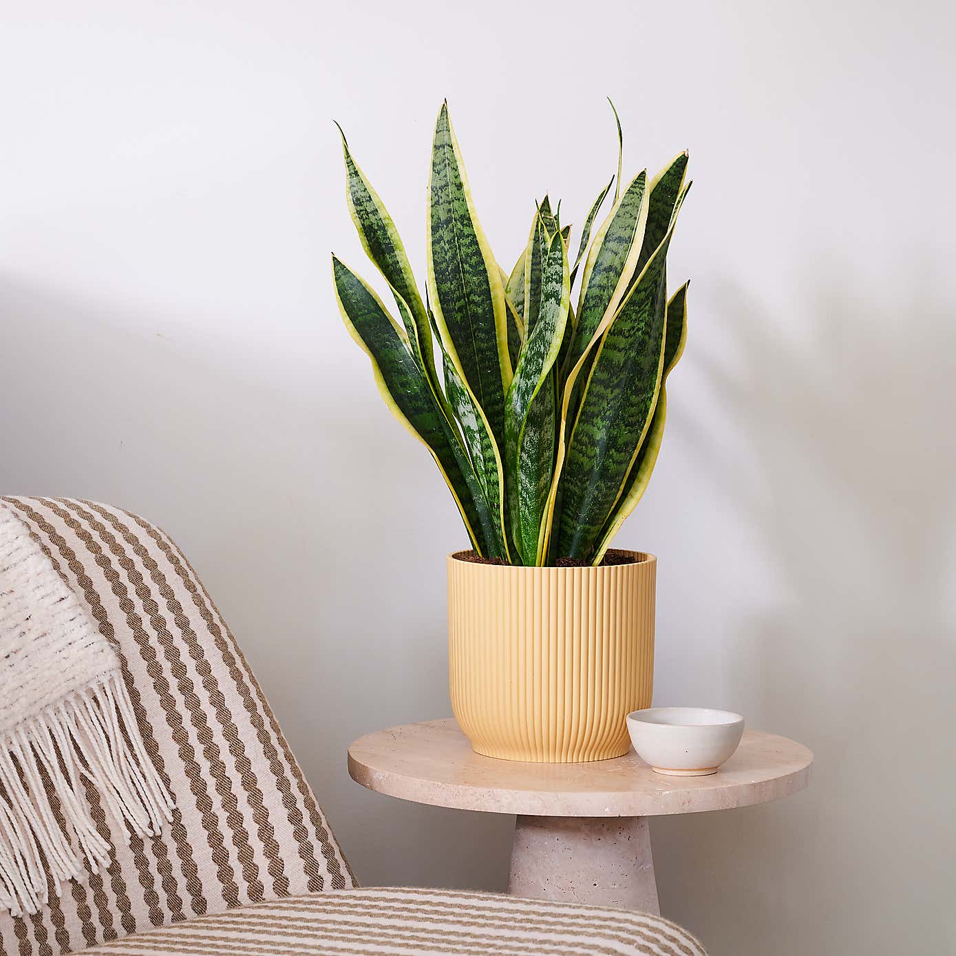 Beards & Daisies Snake Plant House Plant in Vibes Pot