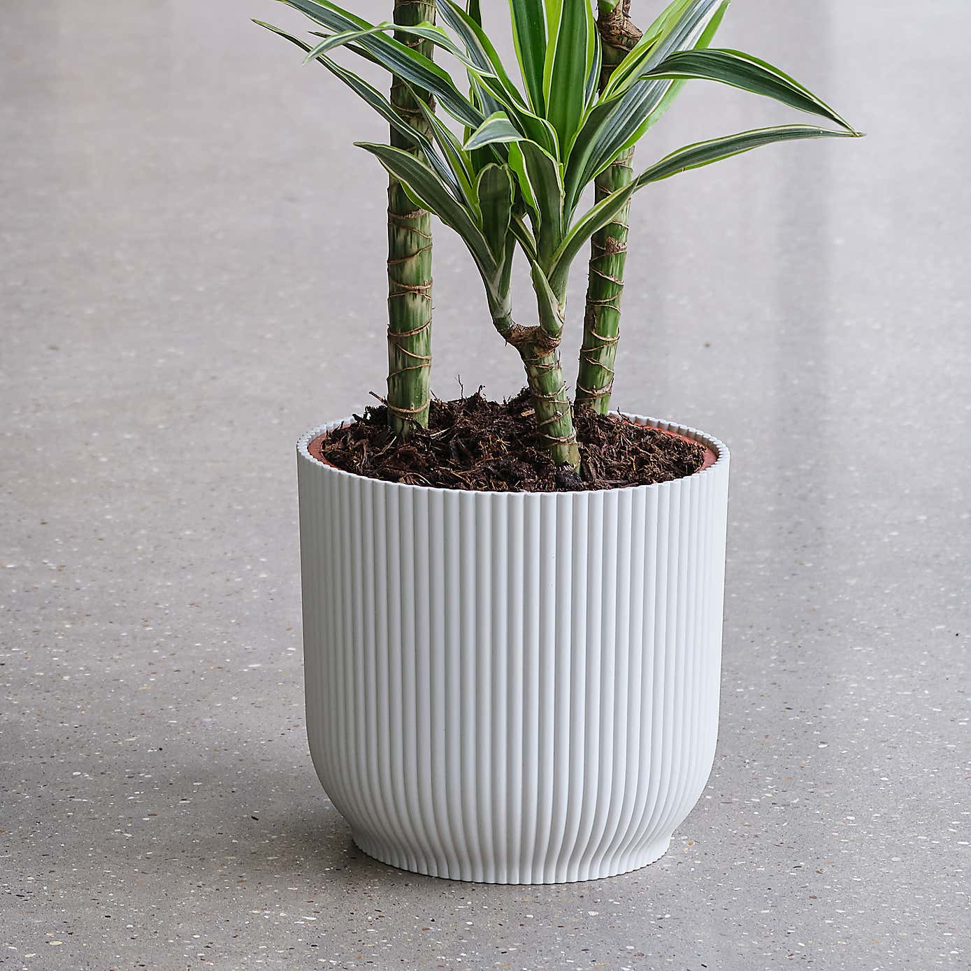 Dracaena Lemon & Lime House Plant in Elho Pot